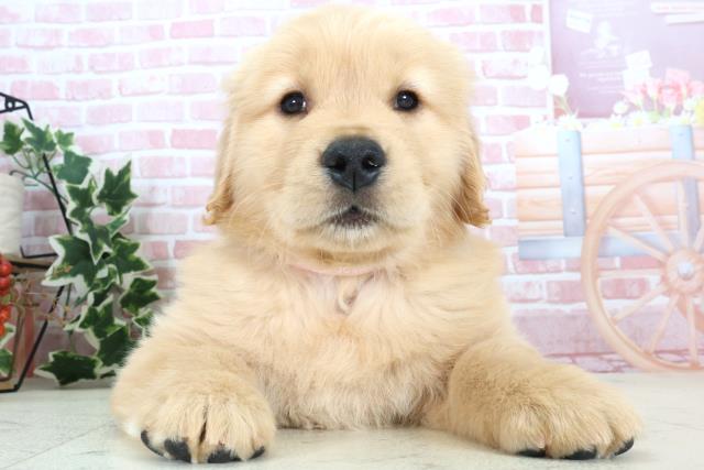 熊本県のゴールデンレトリバー (Coo&RIKU宇土シティモール店/2024年1月14日生まれ/女の子/ゴールデン)の子犬
