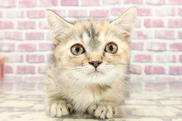 島根県のマンチカン (Coo&RIKU出雲店/2023年12月25日生まれ/女の子/ブラウンパッチドタビー)の子猫