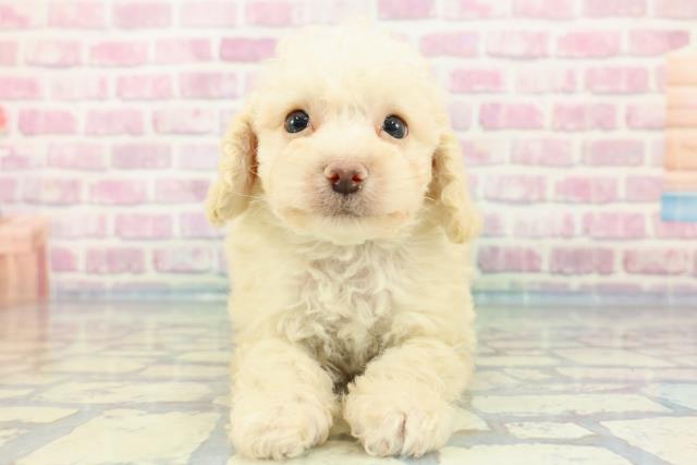 茨城県のトイプードル(トイ) (Coo&RIKU水戸店/2024年1月12日生まれ/男の子/クリーム)の子犬