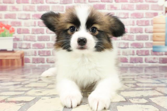 千葉県のパピヨン (Coo&RIKU南柏店/2024年1月8日生まれ/男の子/ホワイトブラウン)の子犬