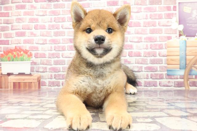 茨城県の柴犬(標準サイズ) (Coo&RIKU水戸店/2024年1月8日生まれ/男の子/赤)の子犬