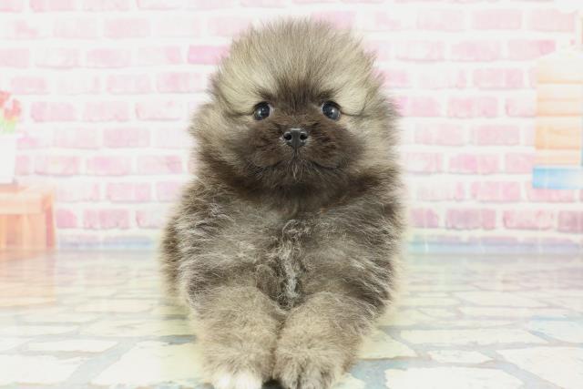 茨城県のポメラニアン (Coo&RIKU石岡店/2024年1月15日生まれ/男の子/ウルフセーブル)の子犬