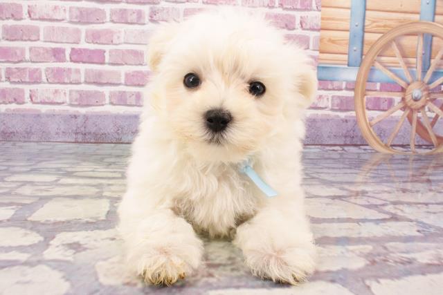滋賀県のマルプー(マルチーズ×プードル) (Coo&RIKUアヤハディオ水口店/2024年1月14日生まれ/男の子/ホワイト)の子犬