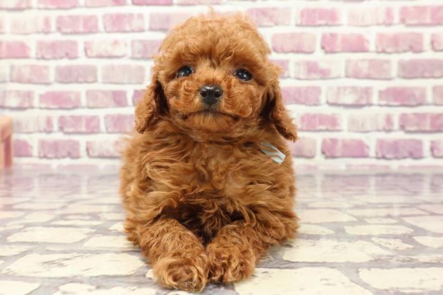 千葉県のトイプードル(トイ) (Coo&RIKU八街店/2024年1月6日生まれ/男の子/レッド)の子犬