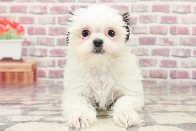 茨城県のチワズー/チワシーズ(チワワ×シーズー) (Coo&RIKU日立店/2024年1月15日生まれ/女の子/ホワイトブラウン)の子犬