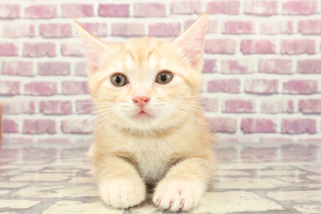福島県のアメリカンショートヘアー (Coo&RIKUいわき店/2024年1月10日生まれ/男の子/レッドタビー)の子猫