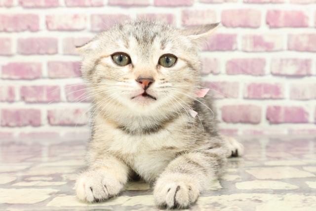 山口県のアメリカンショートヘアー (Coo&RIKUシーモール下関店/2024年1月10日生まれ/女の子/シルバーパッチドタビー)の子猫