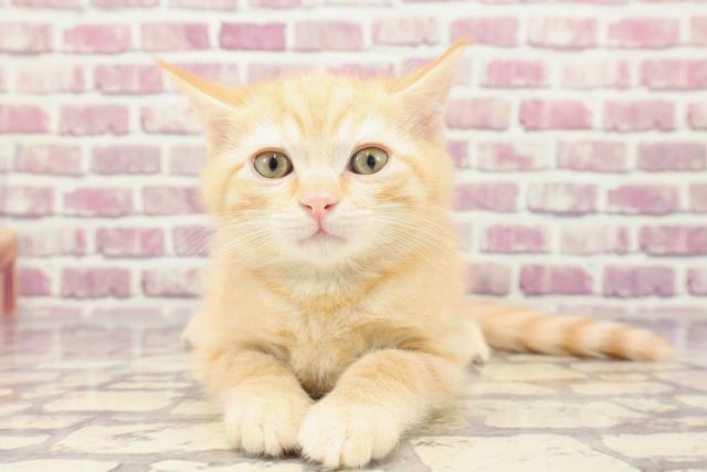 千葉県のマンチカン (Coo&RIKU東金店/2024年1月2日生まれ/男の子/レッドタビー)の子猫