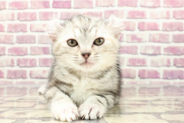 鳥取県のアメリカンカール (Coo&RIKUラ・ムー鳥取東店/2024年1月14日生まれ/女の子/シルバーパッチドタビー)の子猫