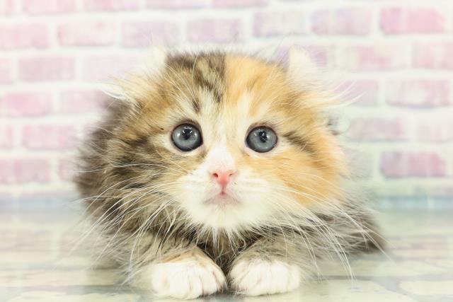 埼玉県のキンカロー (Coo&RIKUアニマルケアセンター大宮/2024年1月10日生まれ/女の子/ブラウンパッチドタビーホワイト)の子猫
