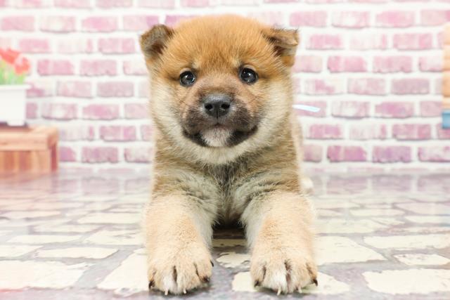愛媛県の柴犬(標準サイズ) (Coo&RIKUイオンタウン川之江店/2024年1月16日生まれ/男の子/赤)の子犬