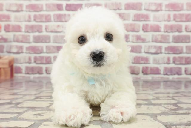 埼玉県のビションフリーゼ (Coo&RIKU熊谷ニットーモール店/2024年1月14日生まれ/男の子/ホワイト)の子犬