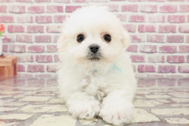 愛知県のボロニーズ (Coo&RIKU豊田店/2024年1月16日生まれ/男の子/ホワイト)の子犬