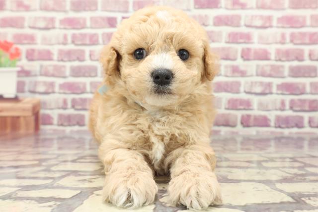 東京都のマルプー(マルチーズ×プードル) (Coo&RIKU八王子西店/2024年1月16日生まれ/男の子/アプリコットホワイト)の子犬