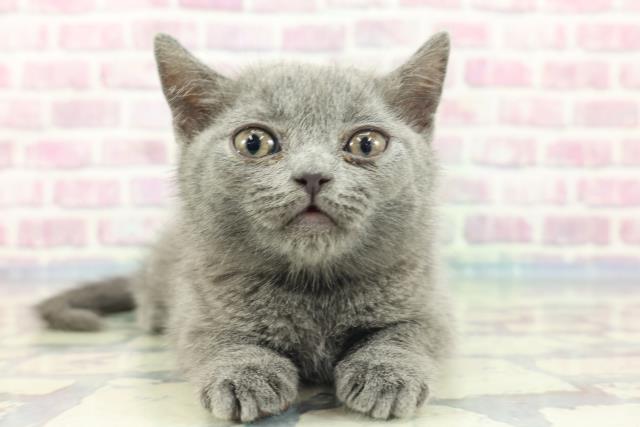茨城県のブリティッシュショートヘアー (Coo&RIKU水戸店/2024年1月12日生まれ/男の子/ブルー)の子猫