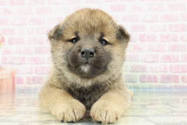 福島県の柴犬(標準サイズ) (Coo&RIKU郡山店/2024年1月16日生まれ/男の子/赤)の子犬