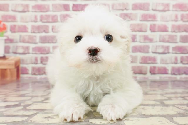 千葉県のマルチーズ (Coo&RIKU南柏店/2024年1月13日生まれ/男の子/ホワイト)の子犬