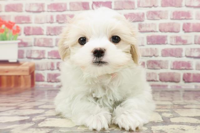 東京都のマルチーズ (Coo&RIKU足立本店/2024年1月14日生まれ/女の子/ホワイト)の子犬