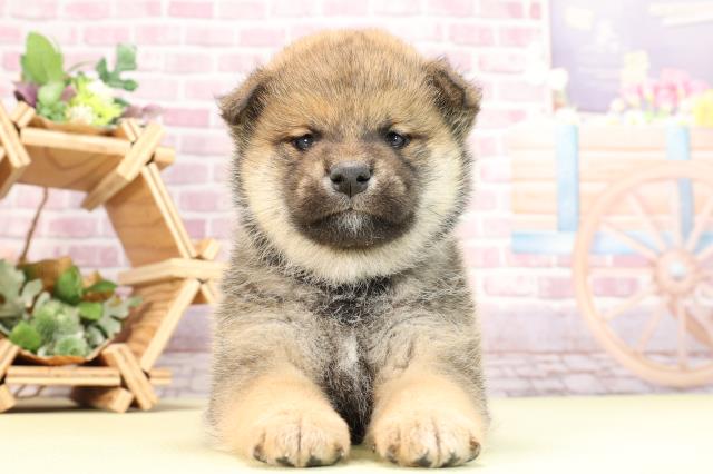 静岡県の柴犬(標準サイズ) (Coo&RIKU富士店/2024年1月16日生まれ/男の子/赤)の子犬