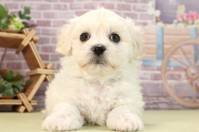 茨城県のマルプー(マルチーズ×プードル) (Coo&RIKU筑西店/2024年1月14日生まれ/男の子/ホワイト)の子犬