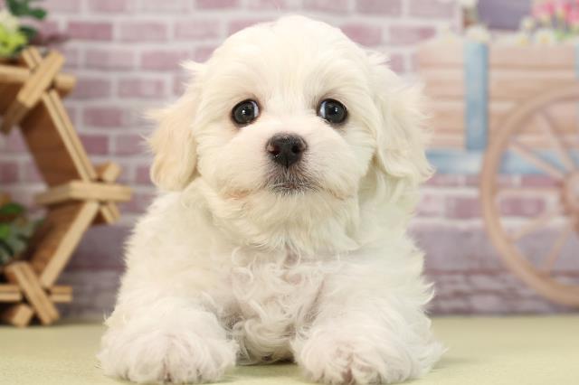 栃木県のマルプー(マルチーズ×プードル) (Coo&RIKU小山店/2024年1月14日生まれ/男の子/ホワイト)の子犬