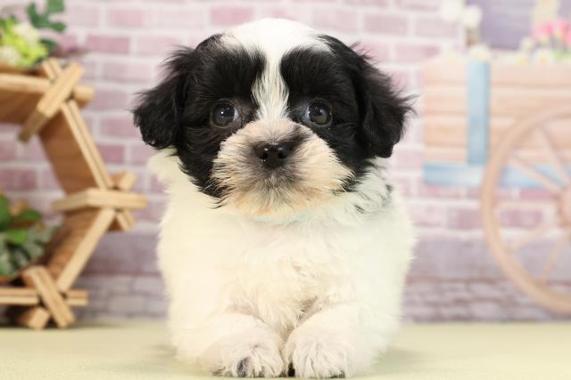 群馬県のハーフ犬 (Coo&RIKU伊勢崎店/2024年1月12日生まれ/男の子/ホワイトブラック)の子犬