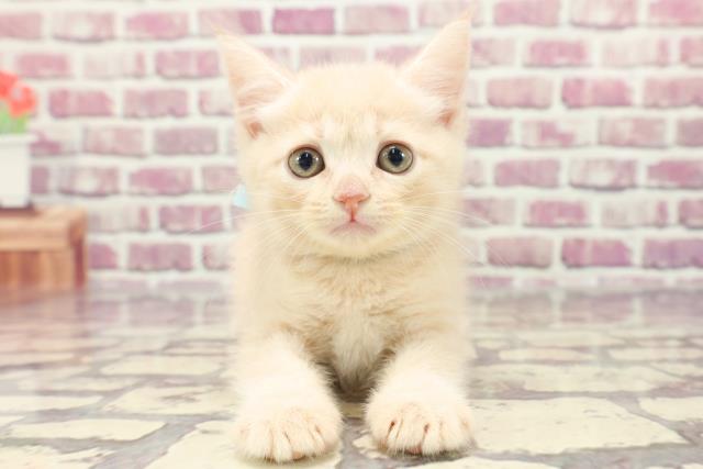 岩手県のブリティッシュショートヘアー (Coo&RIKU岩手盛岡店/2024年1月16日生まれ/男の子/クリーム)の子猫