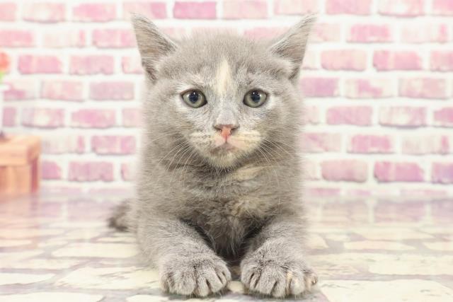 福島県のブリティッシュショートヘアー (Coo&RIKU福島店/2024年1月16日生まれ/女の子/ブルークリーム)の子猫