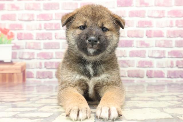東京都の柴犬(標準サイズ) (Coo&RIKU八王子西店/2024年1月14日生まれ/女の子/赤)の子犬