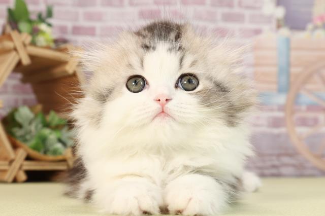 茨城県のスコティッシュフォールド (Coo&RIKU筑西店/2024年1月16日生まれ/男の子/シルバータビーホワイト)の子猫