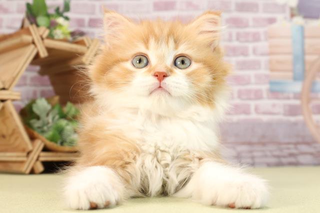 静岡県のスコティッシュストレート (Coo&RIKU浜松店/2024年1月9日生まれ/女の子/レッドタビーホワイト)の子猫