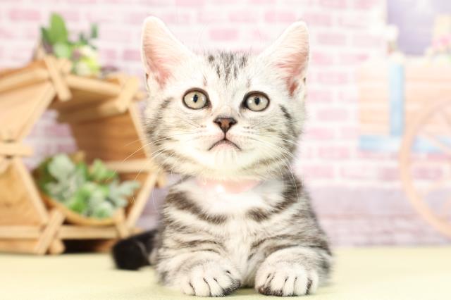 茨城県のアメリカンショートヘアー (Coo&RIKU水戸店/2024年1月15日生まれ/女の子/シルバータビー)の子猫