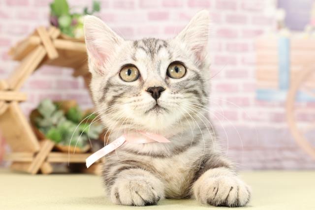 福島県のマンチカン (Coo&RIKU福島店/2024年1月12日生まれ/女の子/シルバータビー)の子猫