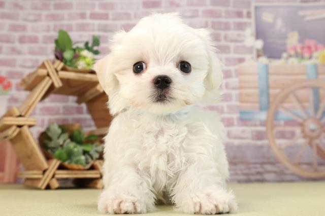 静岡県のマルチーズ (Coo&RIKU沼津店/2024年1月17日生まれ/男の子/ホワイト)の子犬