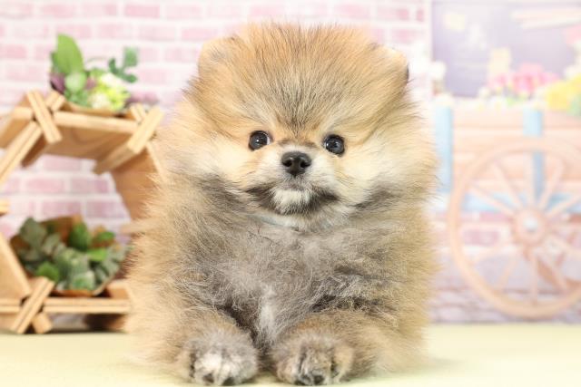千葉県のポメラニアン (Coo&RIKU東船橋店/2024年1月16日生まれ/男の子/オレンジセーブル)の子犬