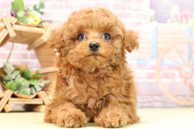 千葉県のトイプードル(トイ) (Coo&RIKU八街店/2024年1月16日生まれ/女の子/レッド)の子犬