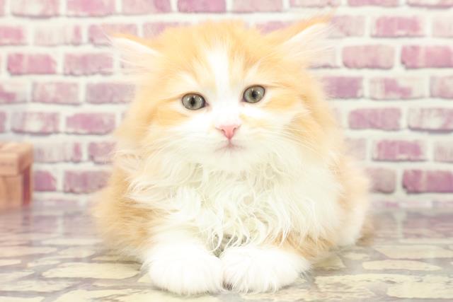 東京都のサイベリアン (Coo&RIKU高円寺店/2024年1月15日生まれ/女の子/レッドタビーホワイト)の子猫