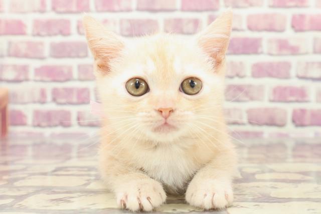 東京都のミヌエット (Coo&RIKU中野サンモール店/2024年1月7日生まれ/女の子/カメオタビー)の子猫