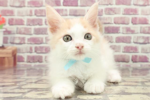 福島県のメインクーン (Coo&RIKUいわき店/2024年1月14日生まれ/男の子/クリームホワイト)の子猫