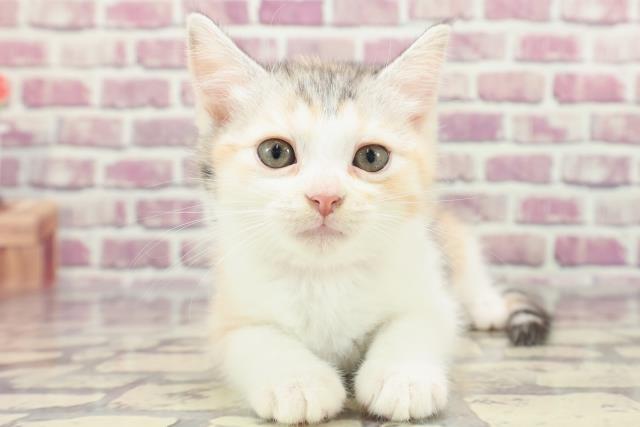 千葉県のマンチカン (Coo&RIKU東船橋店/2024年1月14日生まれ/女の子/シルバーパッチドタビーホワイト)の子猫