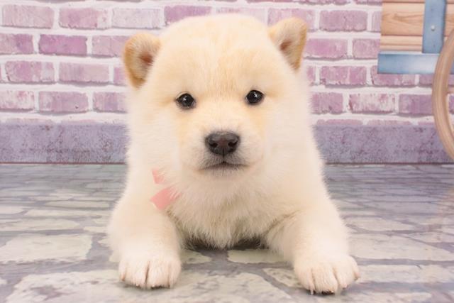 山口県の柴犬(標準サイズ) (Coo&RIKUシーモール下関店/2024年1月8日生まれ/女の子/白)の子犬
