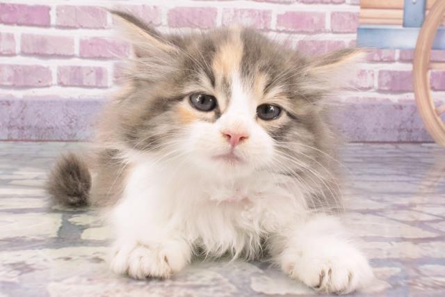和歌山県のノルウェージャンフォレストキャット (Coo&RIKU和歌山店/2024年1月13日生まれ/女の子/ブルーパッチドタビーホワイト)の子猫