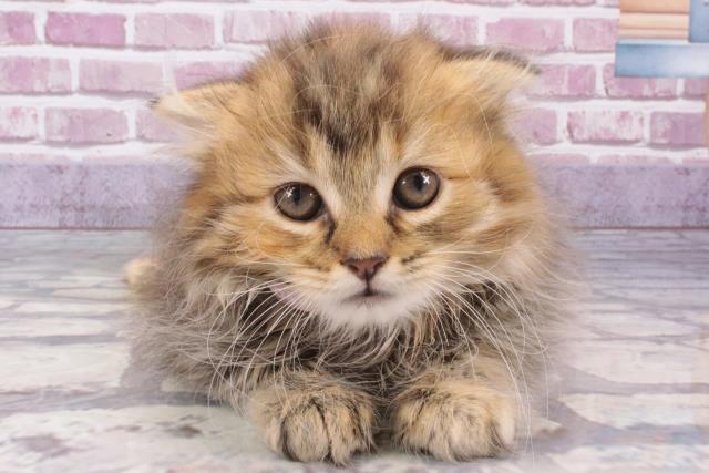 兵庫県のスコティッシュフォールド (Coo&RIKU丹波店/2024年1月13日生まれ/女の子/ブラウンマッカレルタビー)の子猫
