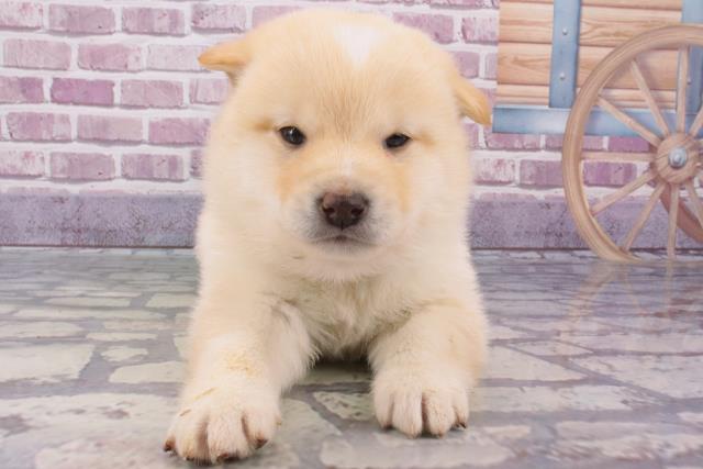 大阪府の柴犬(標準サイズ) (Coo&RIKU和泉店/2024年1月18日生まれ/男の子/淡赤)の子犬