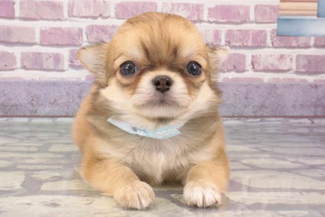 熊本県のチワワ(ロング) (Coo&RIKU熊本店/2024年1月16日生まれ/男の子/レッドホワイト)の子犬