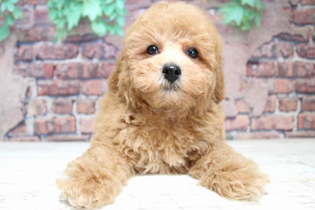 北海道のトイプードル(トイ) (Coo&RIKU室蘭店/2024年1月20日生まれ/男の子/アプリコット)の子犬