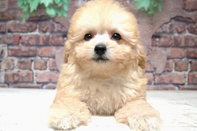 北海道のトイプードル(トイ) (Coo&RIKU釧路店/2024年1月20日生まれ/女の子/アプリコット)の子犬
