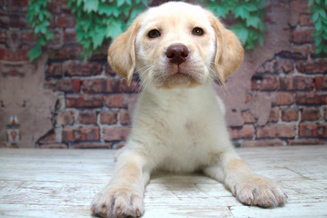 北海道のラブラドールレトリーバー (Coo&RIKU苫小牧店/2024年1月16日生まれ/男の子/イエロー)の子犬