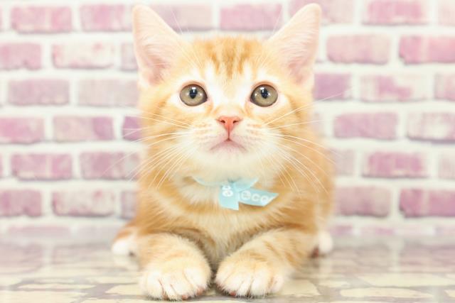千葉県のアメリカンショートヘアー (Coo&RIKU南柏店/2024年1月21日生まれ/男の子/レッドタビー)の子猫
