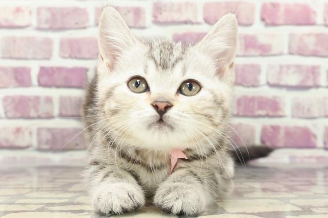 千葉県のアメリカンショートヘアー (Coo&RIKU東金店/2024年1月21日生まれ/女の子/シルバータビー)の子猫
